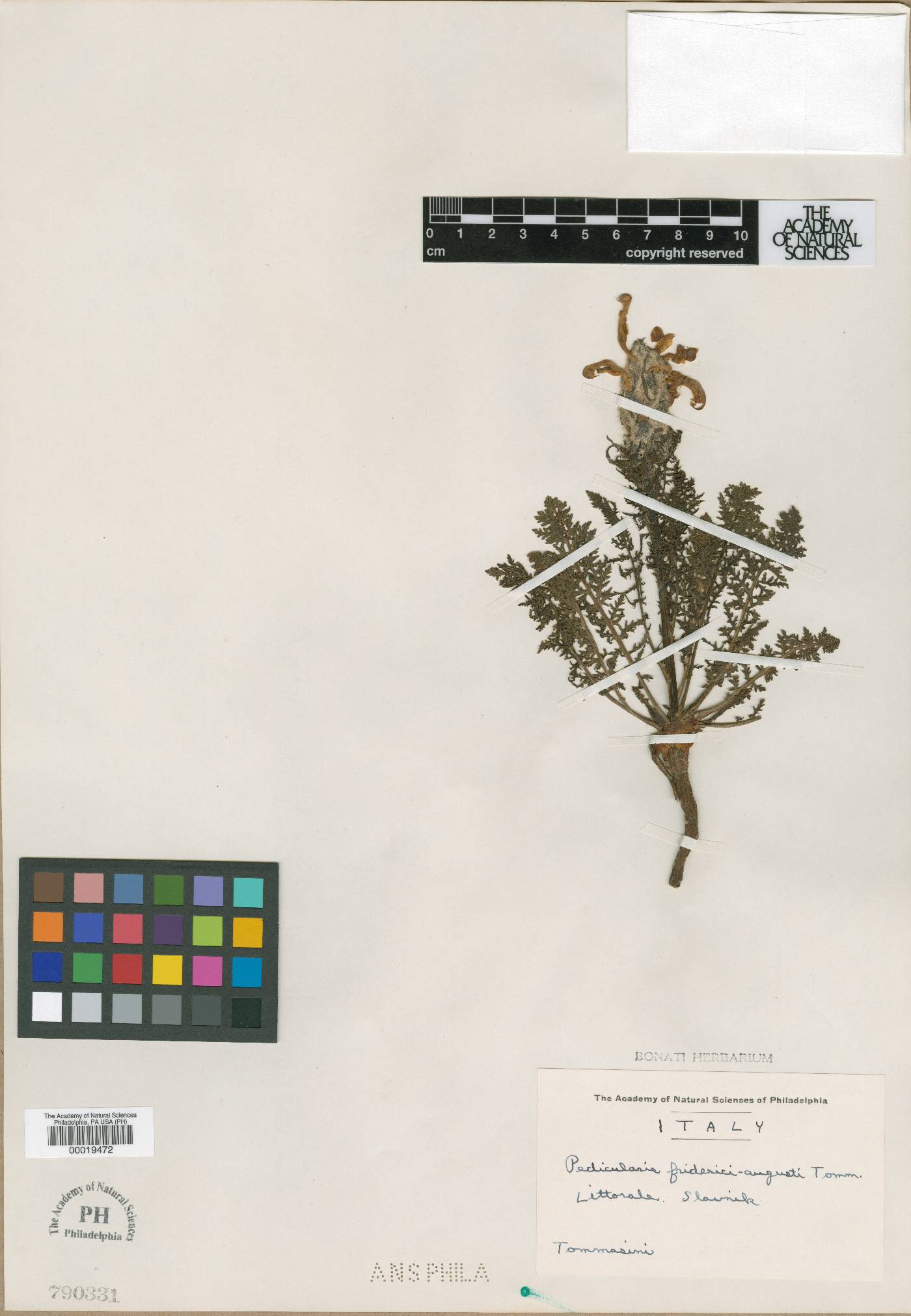 Pedicularis friderici-augusti image