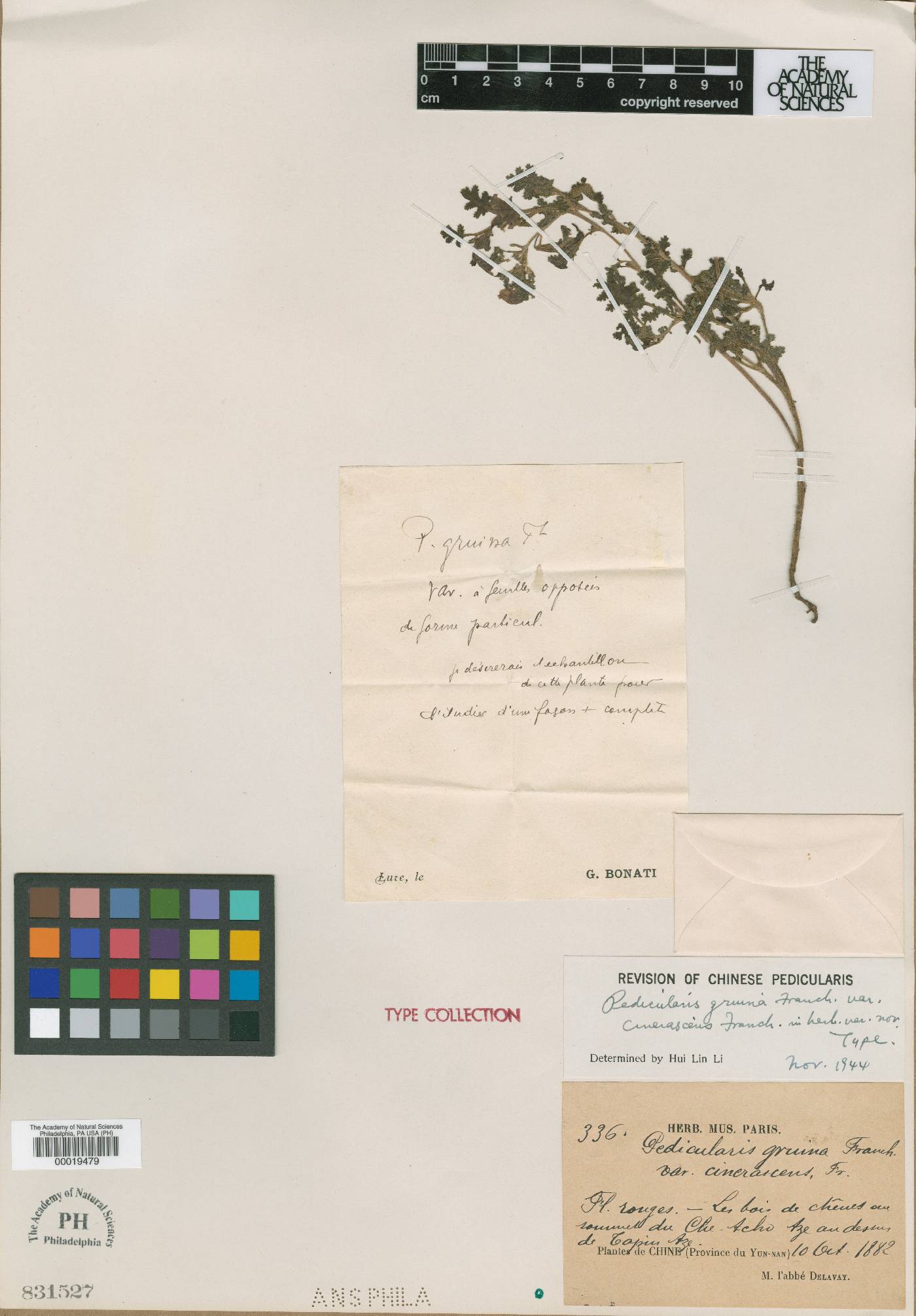 Pedicularis gruina image