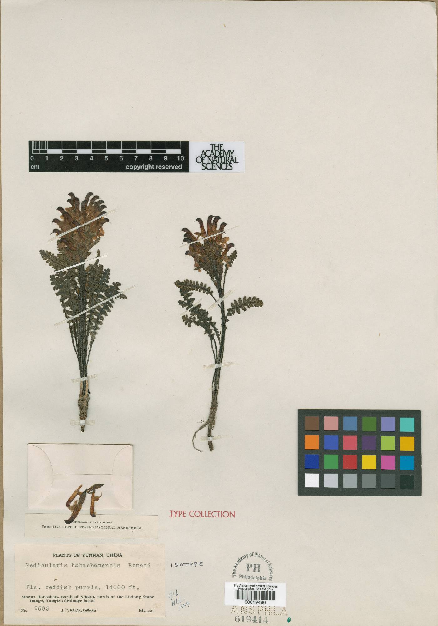 Pedicularis habachanensis image