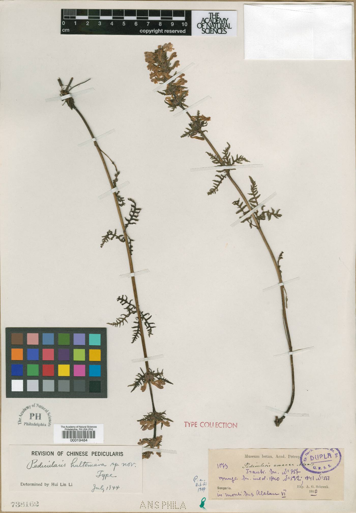 Pedicularis anthemifolia image