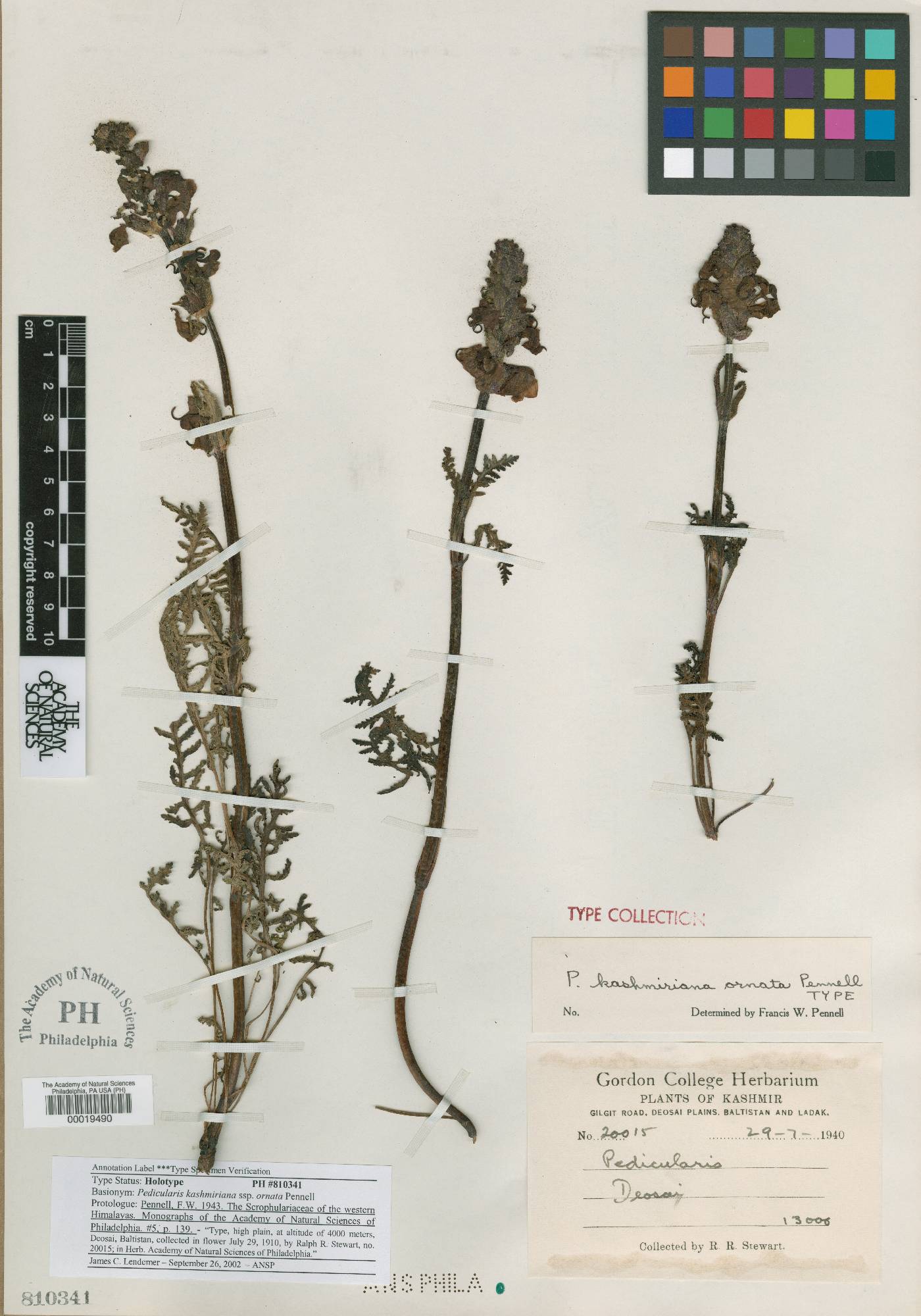 Pedicularis kashmiriana subsp. ornata image