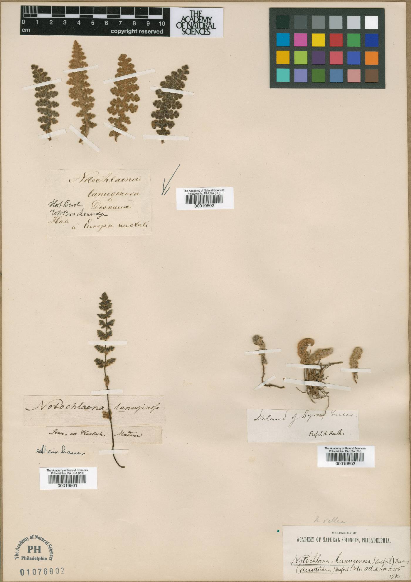 Cosentinia vellea subsp. vellea image