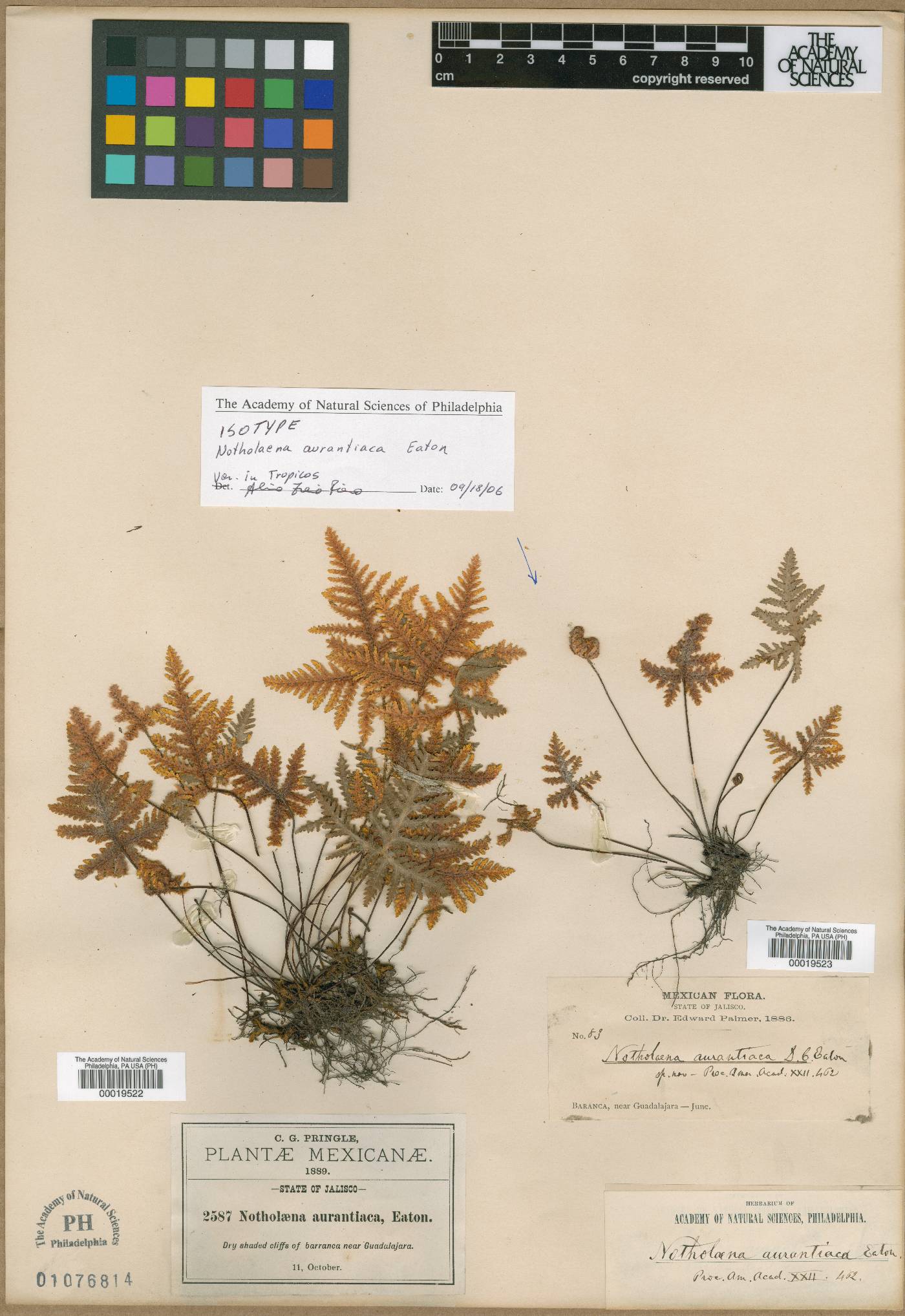 Notholaena aurantiaca image