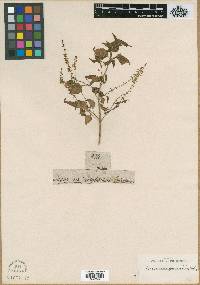 Ocimum spicatum image