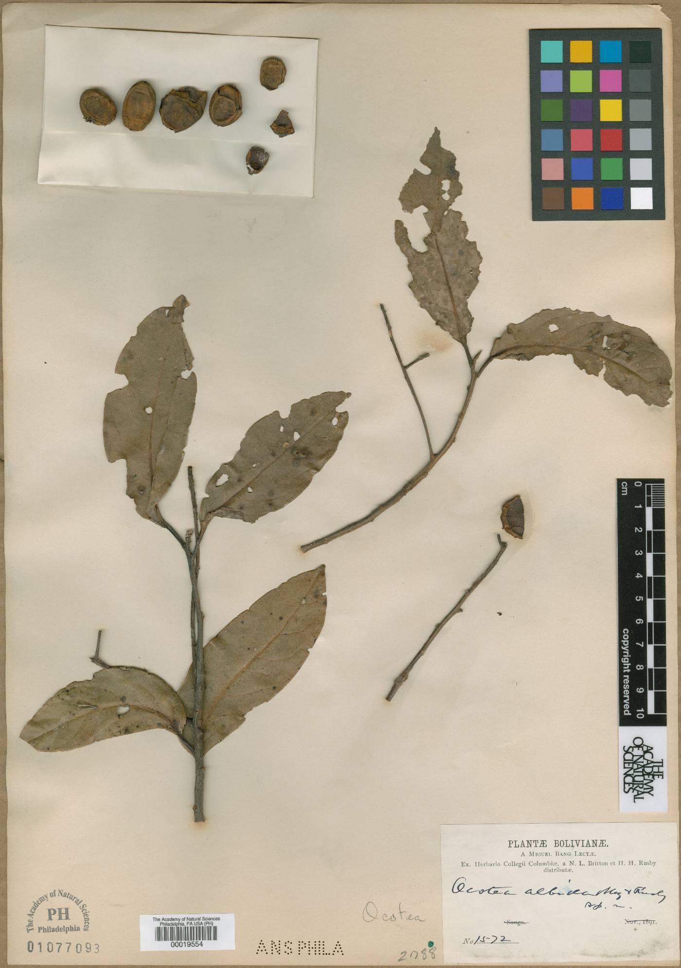 Ocotea albida image