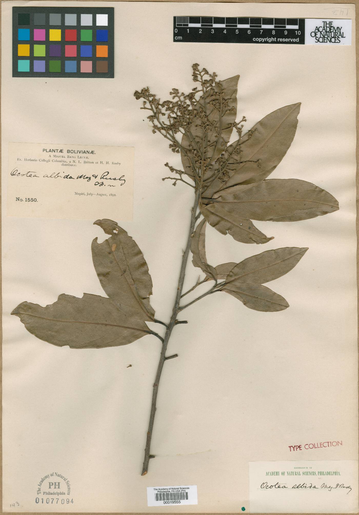 Ocotea albida image