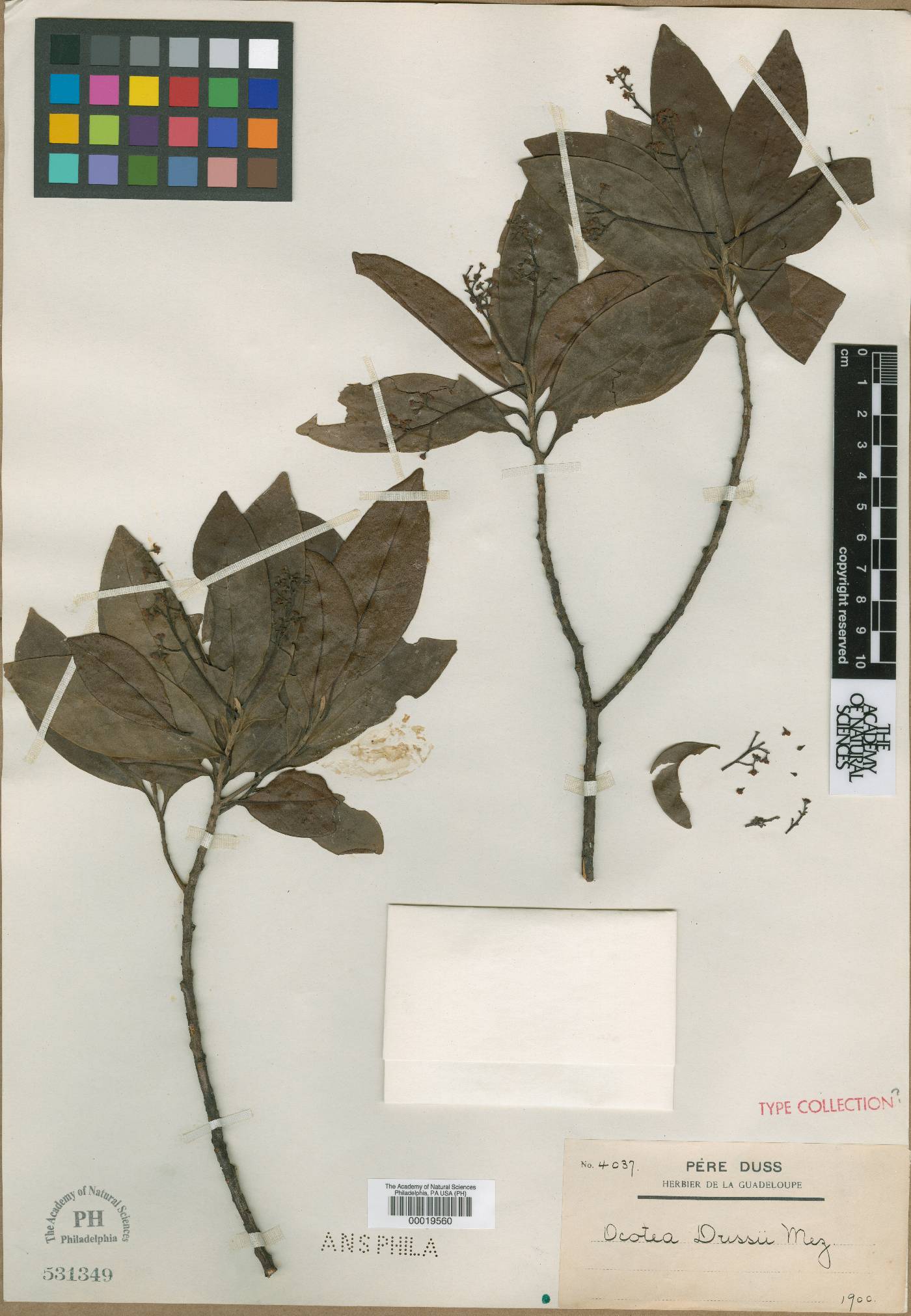 Ocotea dussii image