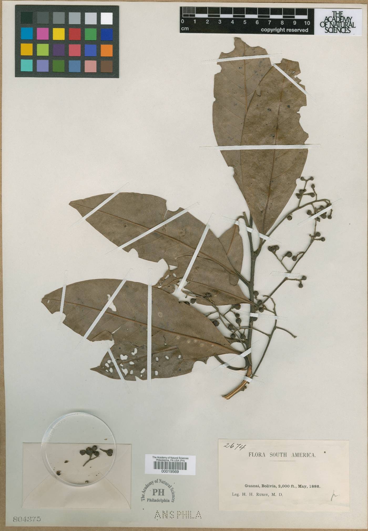 Ocotea longifolia image