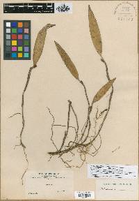 Octomeria grandiflora image