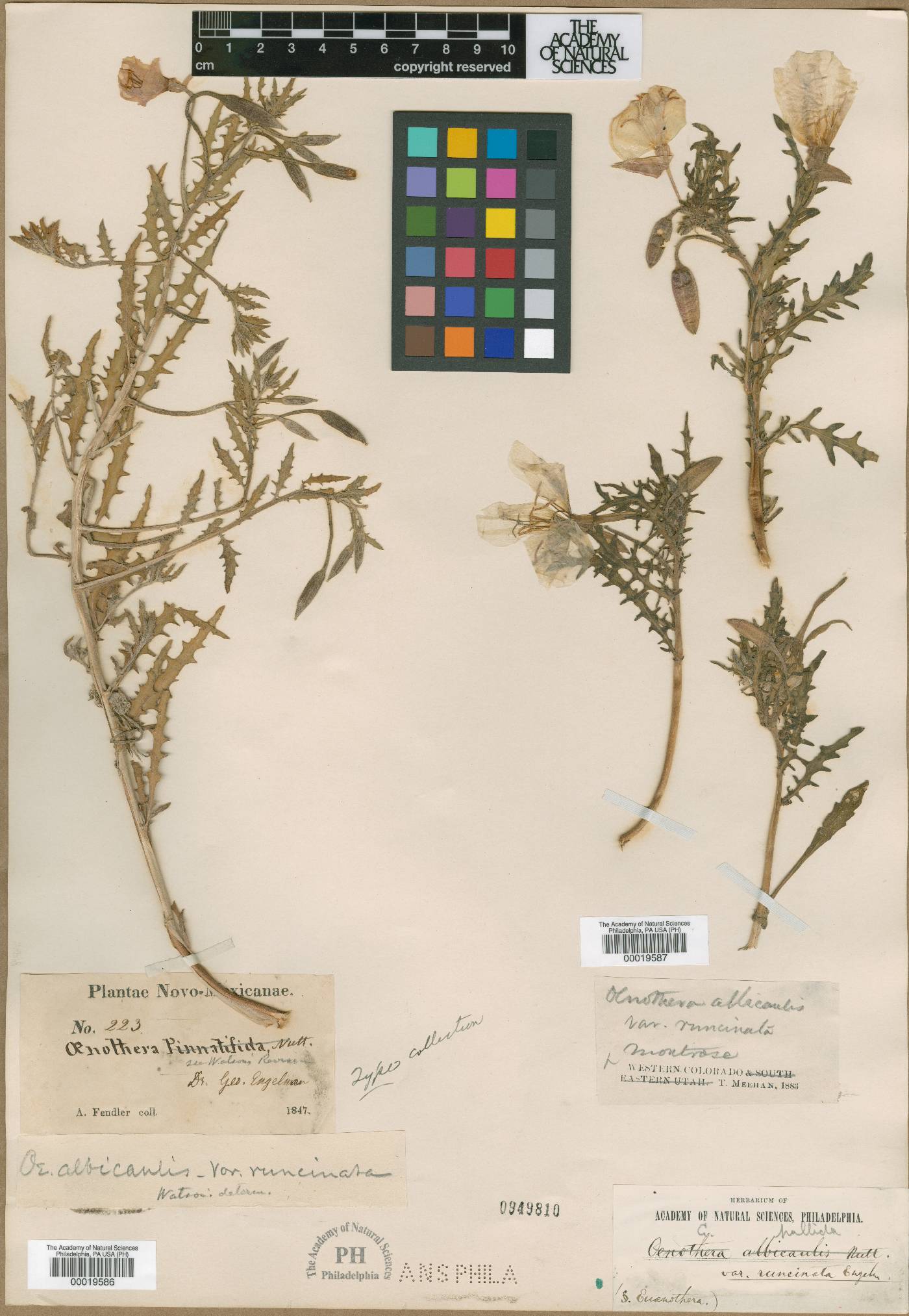 Oenothera albicaulis var. runcinata image