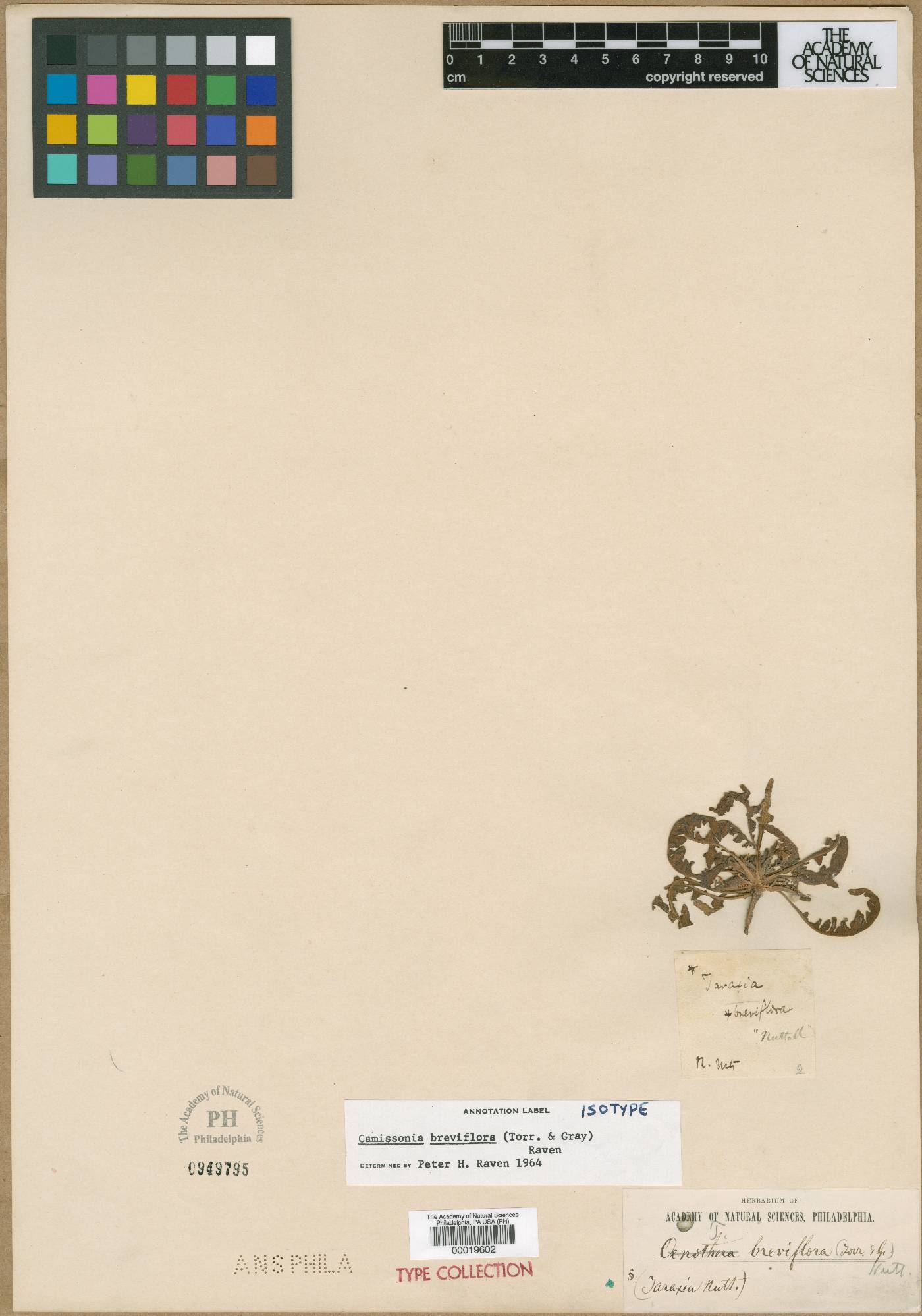 Oenothera breviflora image