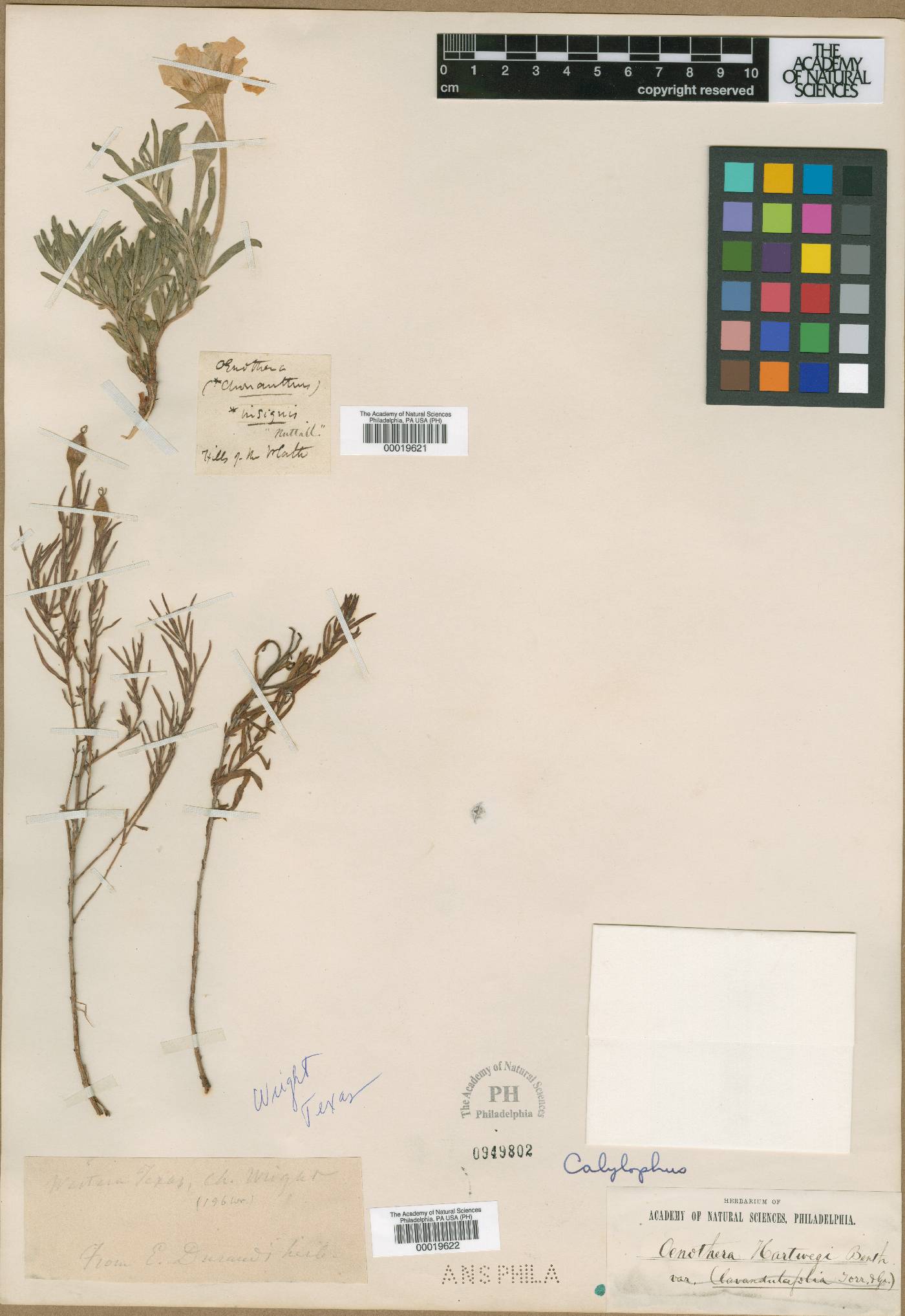 Oenothera oakesiana image