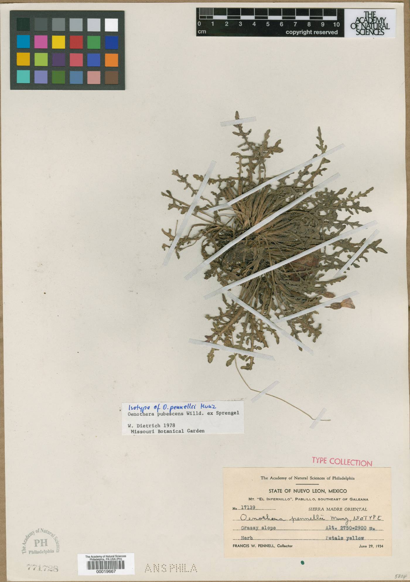 Oenothera pennellii image