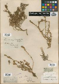 Oenothera pinnatifida image