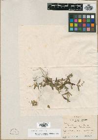 Oenothera perennis var. rectipilis image