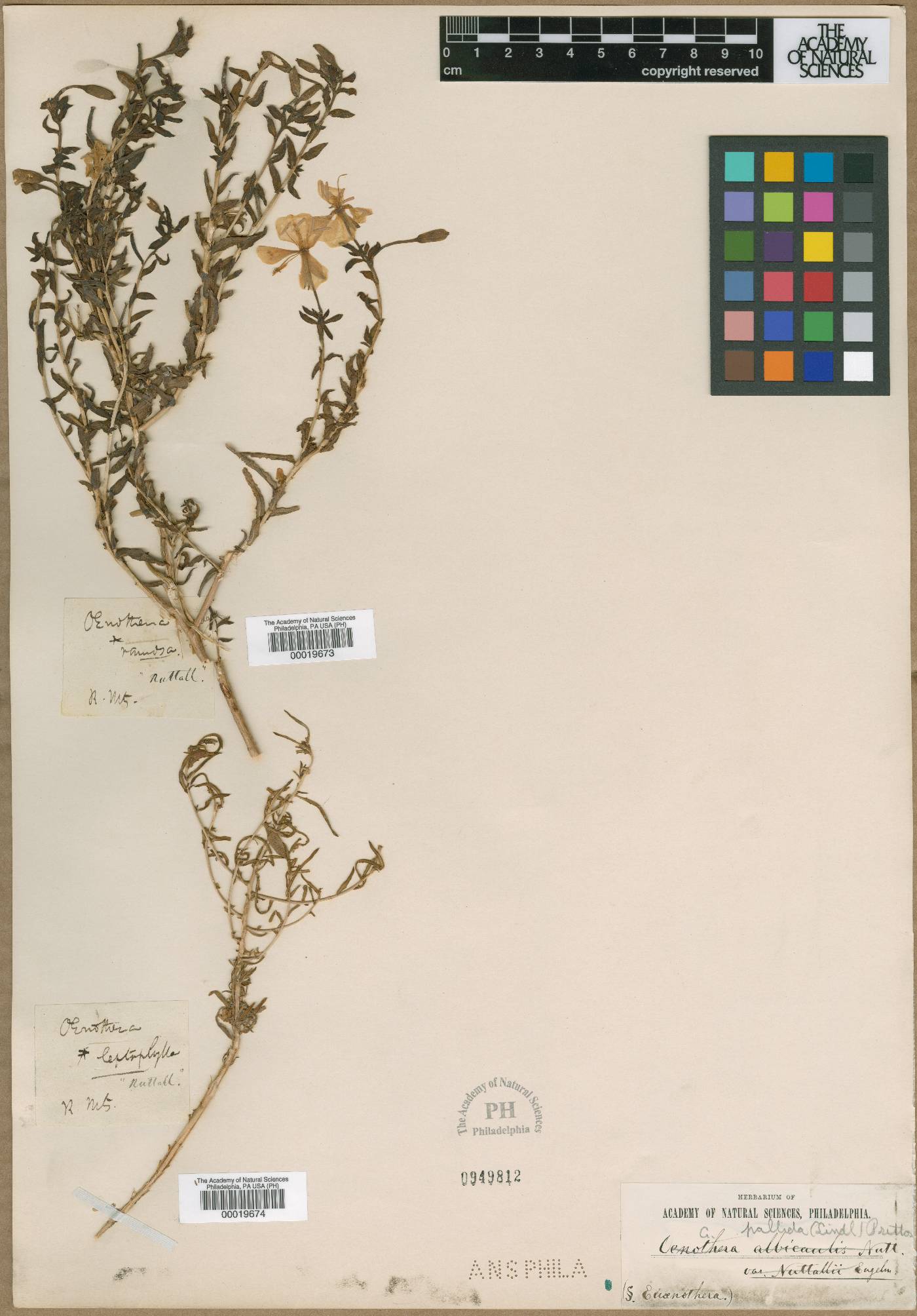 Anogra leptophylla image