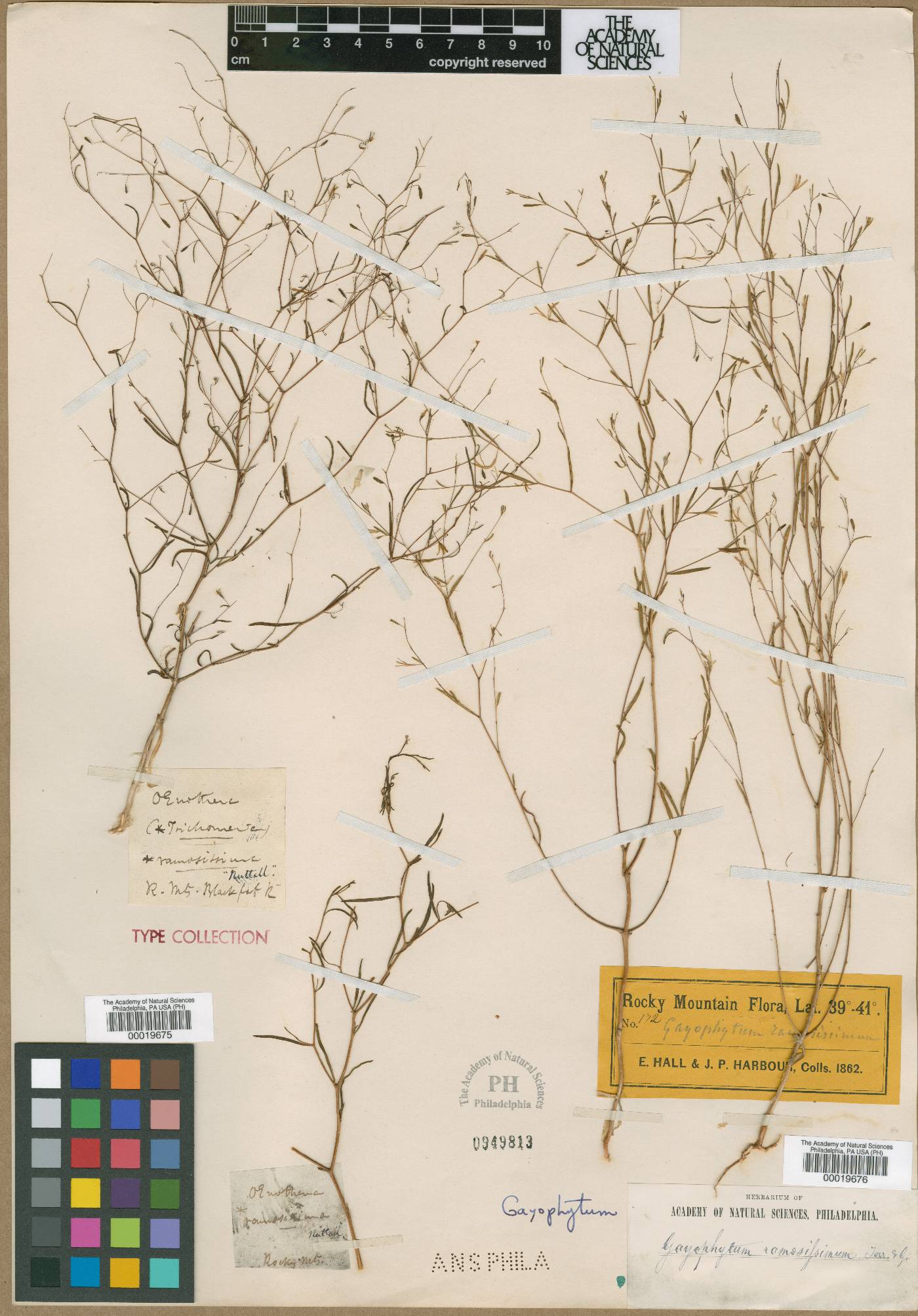 Oenothera ramosissima image