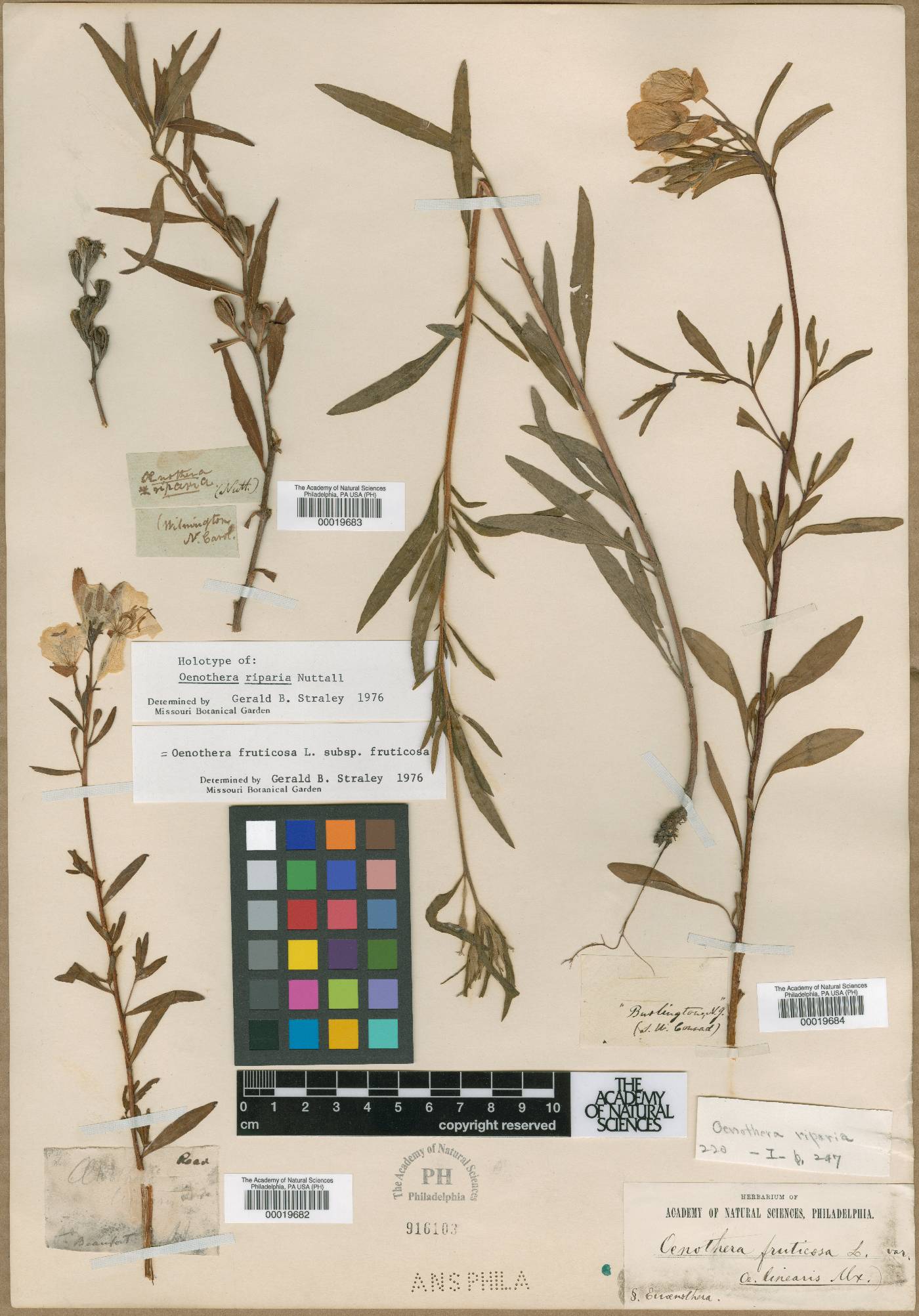 Oenothera riparia image