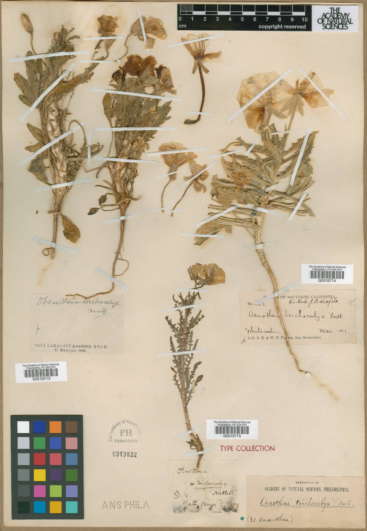 Oenothera trichocalyx image