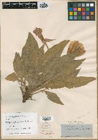 Oenothera wrightii image