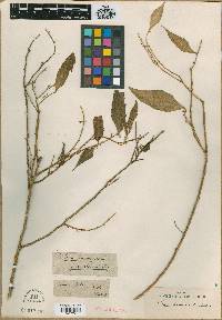 Image of Olax acuminata