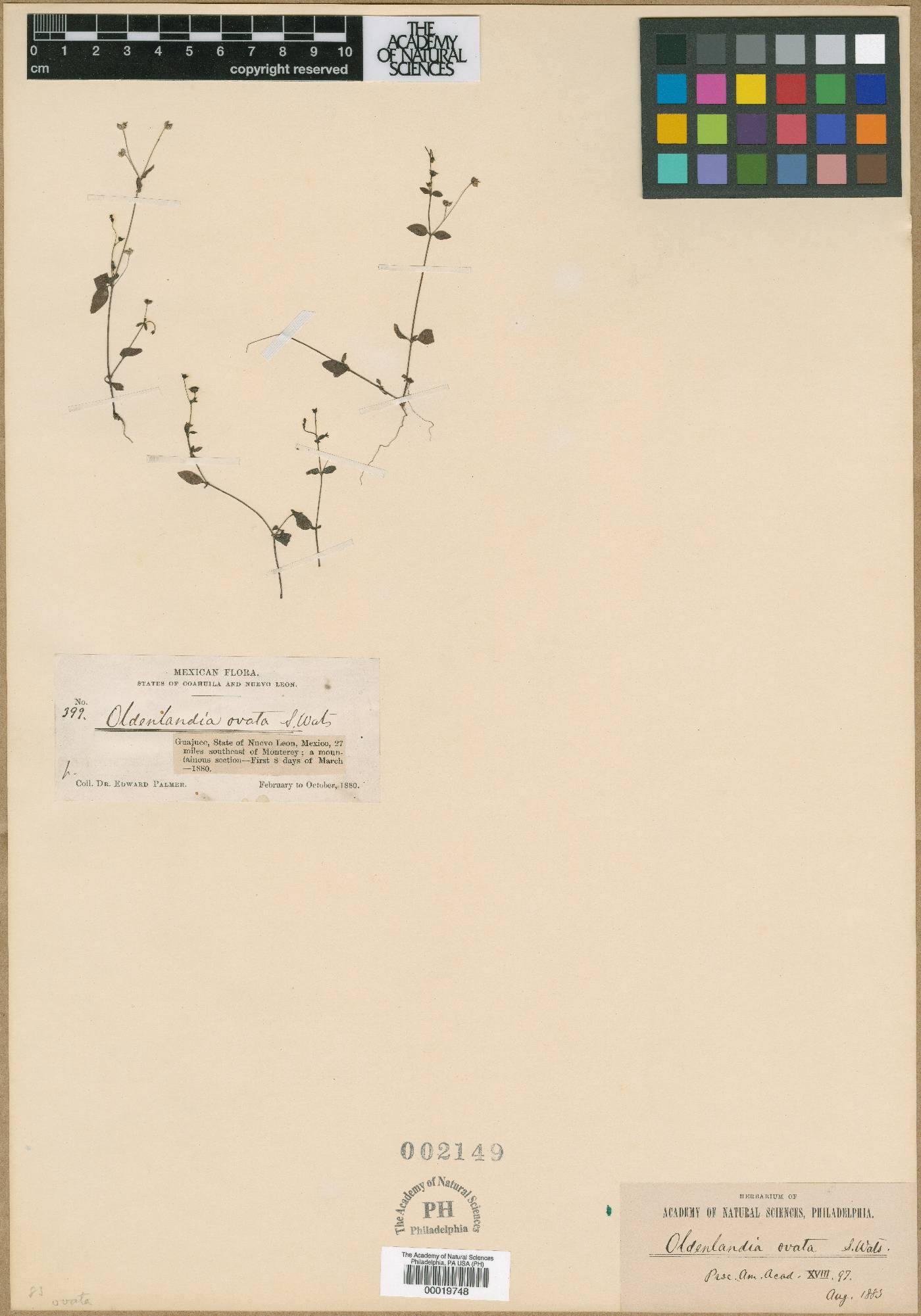 Oldenlandia ovata image