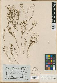 Synaptantha tillaeacea image