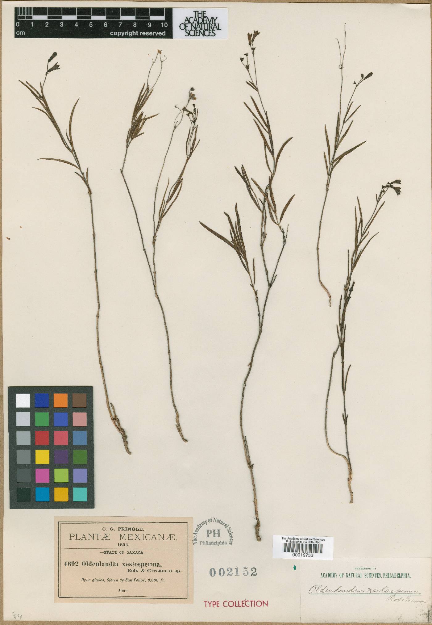Bouvardia xestosperma image