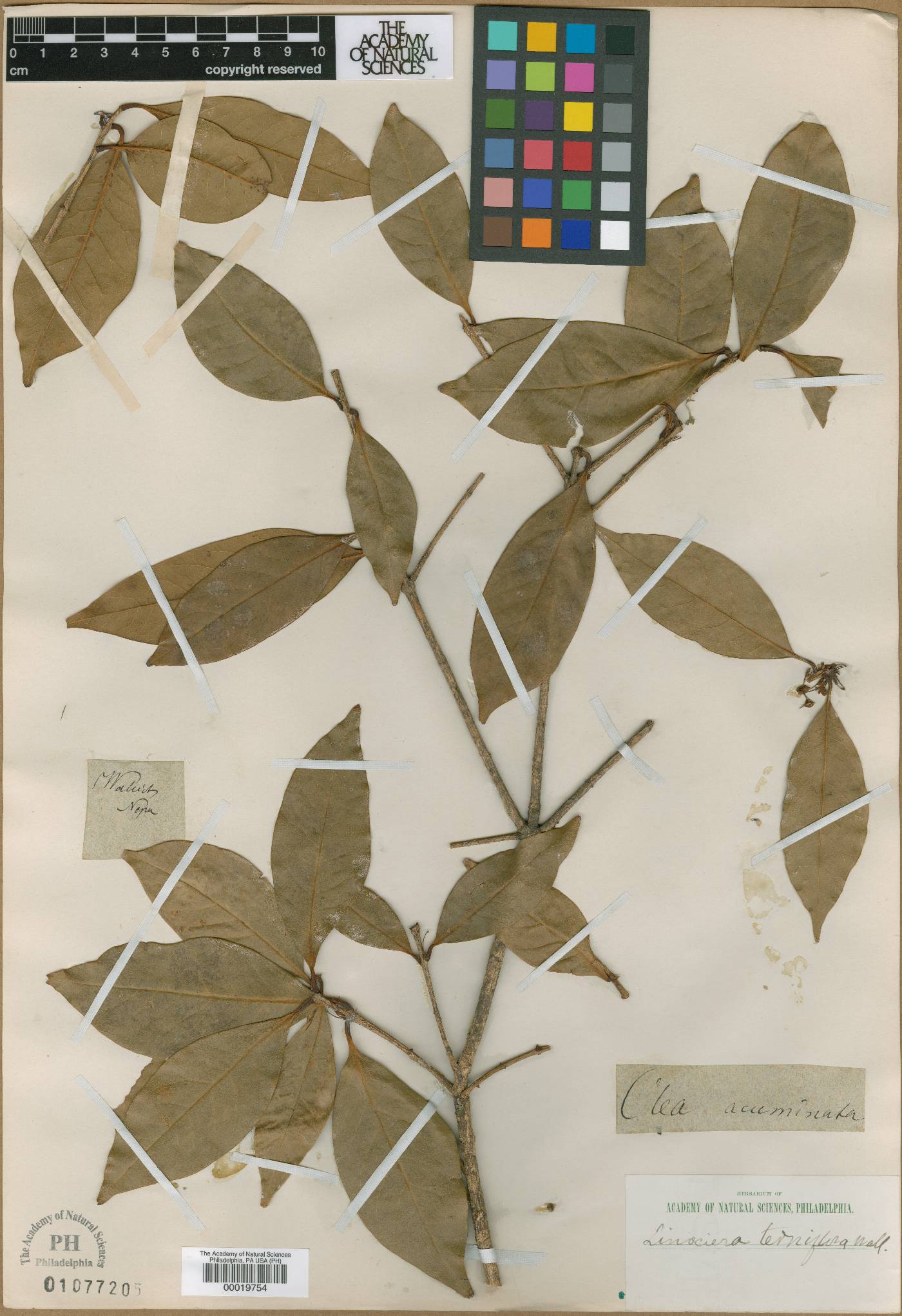 Osmanthus fragrans var. fragrans image