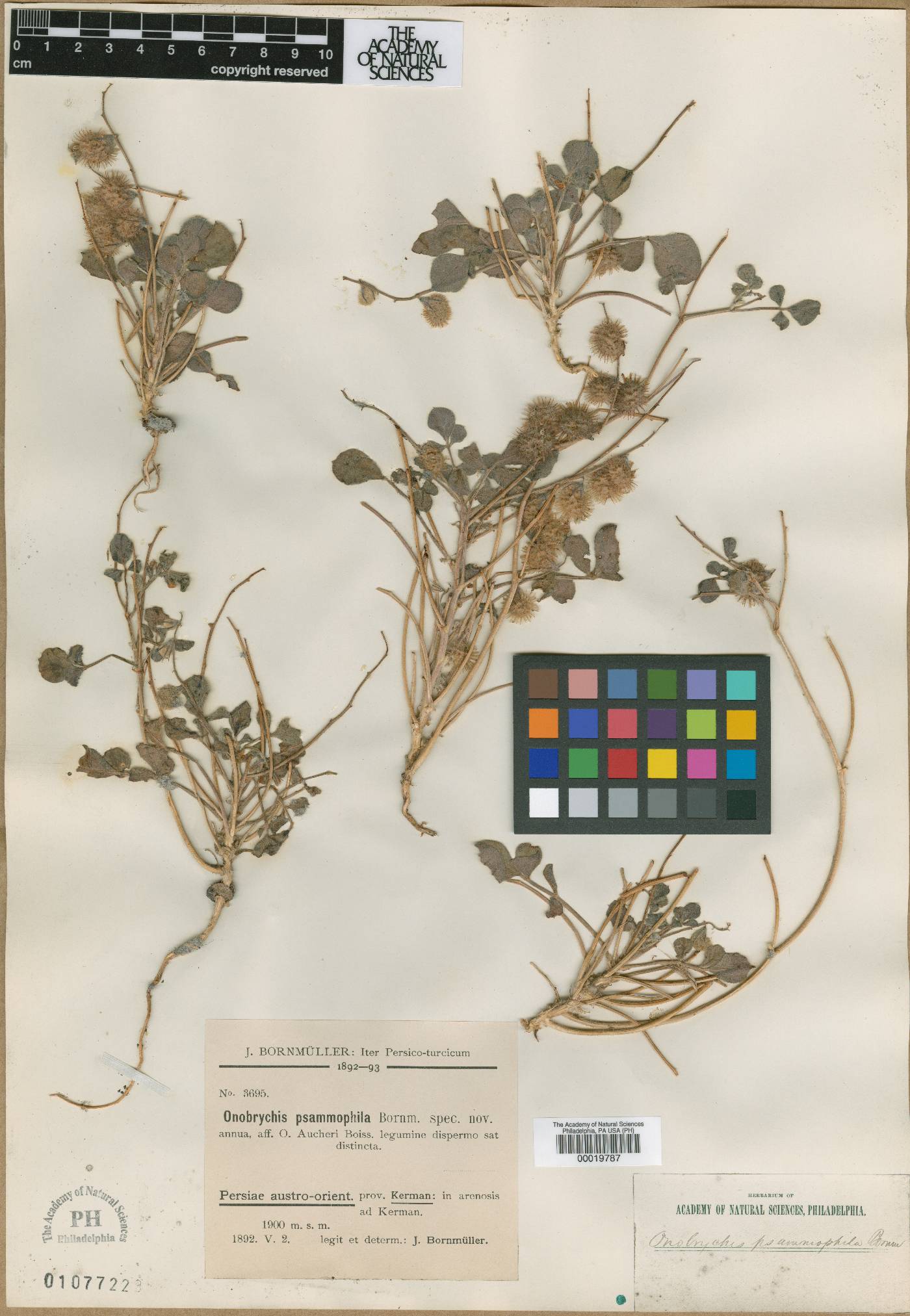 Onobrychis aucheri subsp. psammophila image