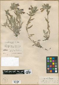 Onosma alborosea image