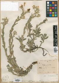 Image of Onosma pallida