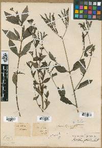 Ophiorrhiza mitreola image