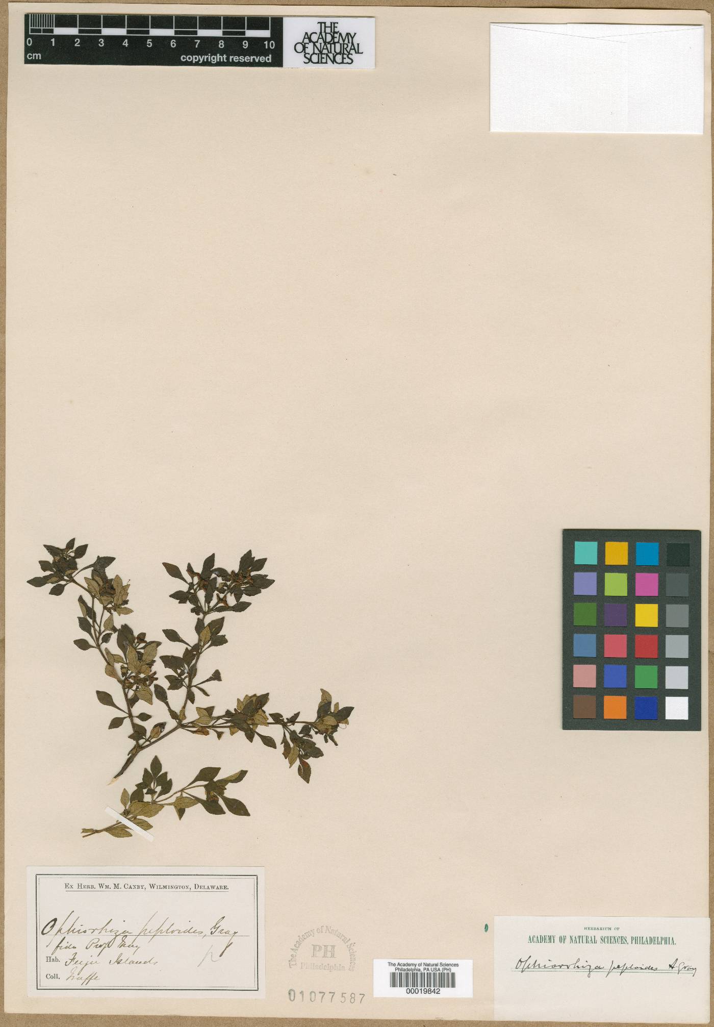 Ophiorrhiza peploides image