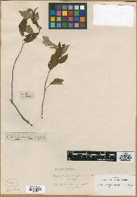 Media resource of Ophiorrhiza rugosa