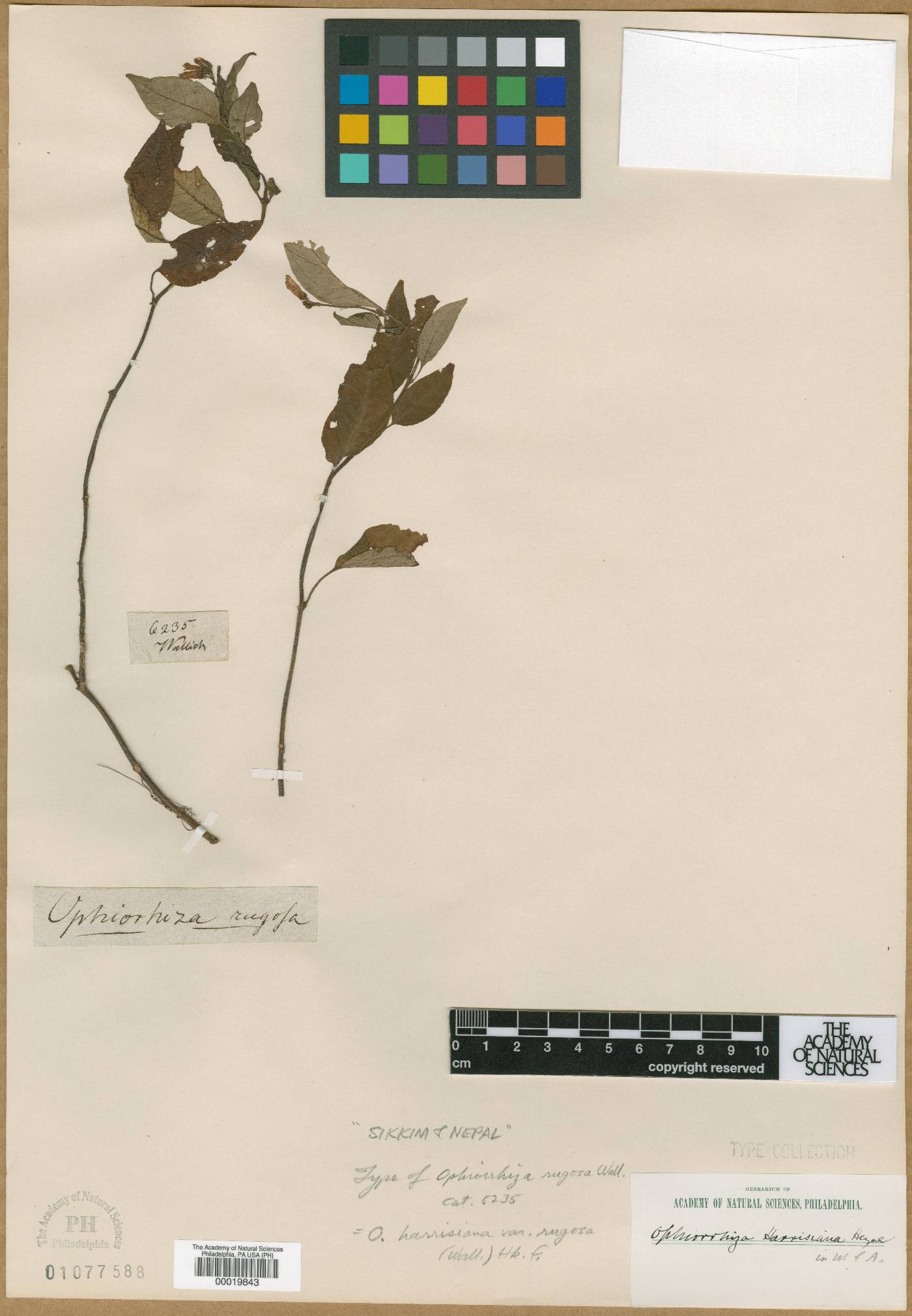 Ophiorrhiza rugosa image
