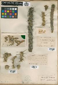 Cylindropuntia californica subsp. parkeri image
