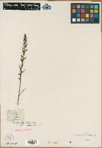 Media resource of Orchis clavellata