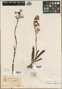 Orchis provincialis image