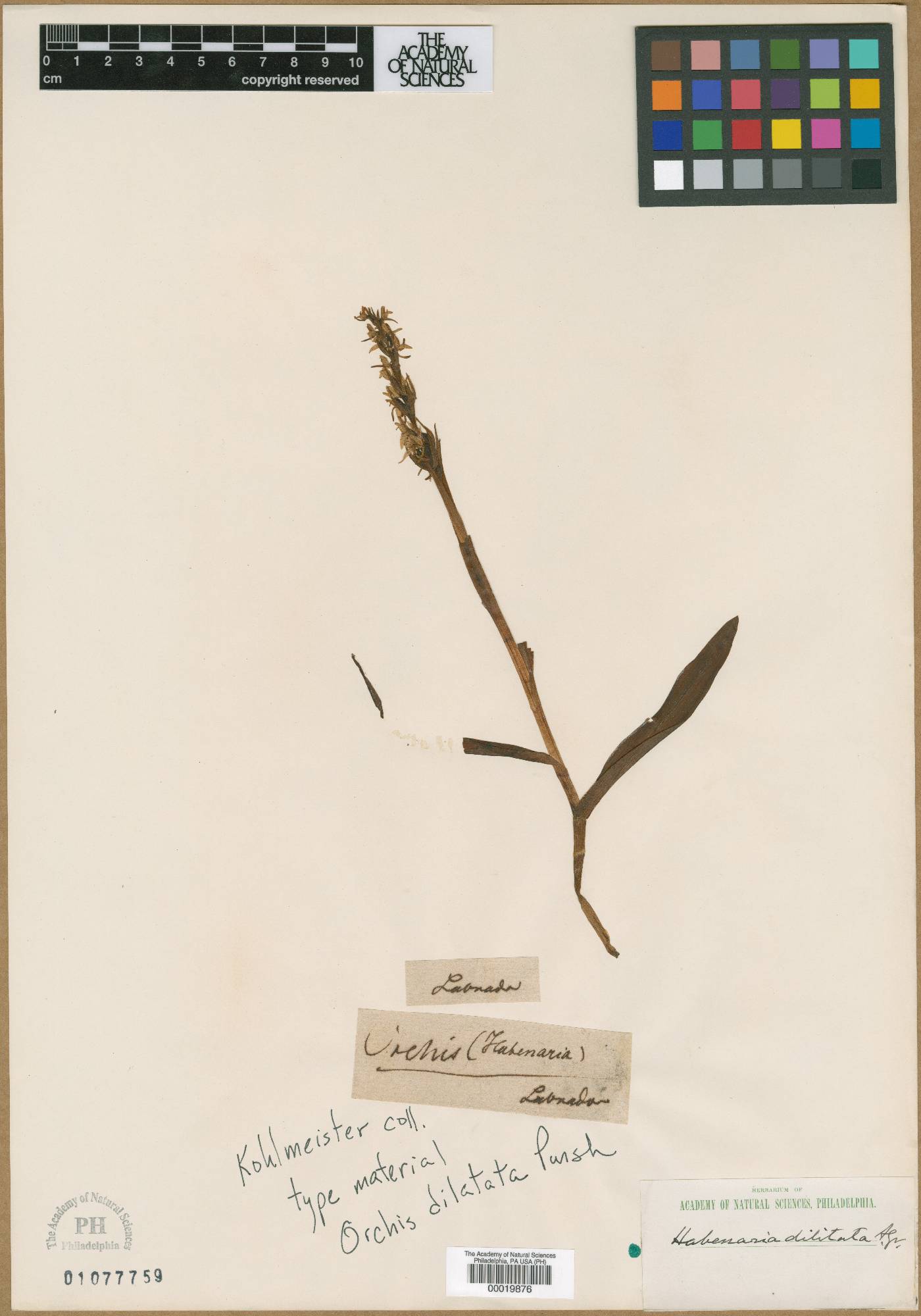 Orchis dilatata image