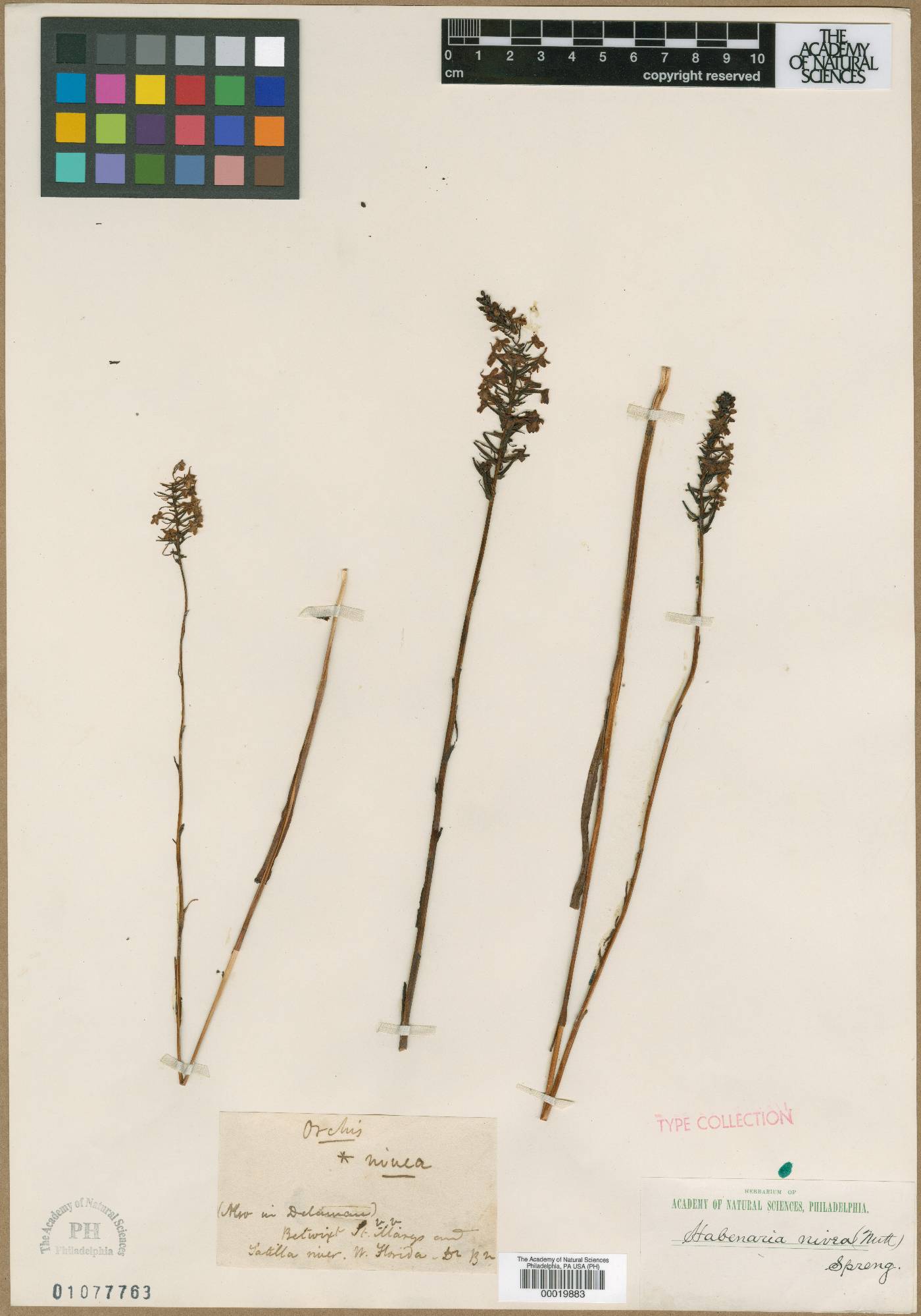 Platanthera nivea image