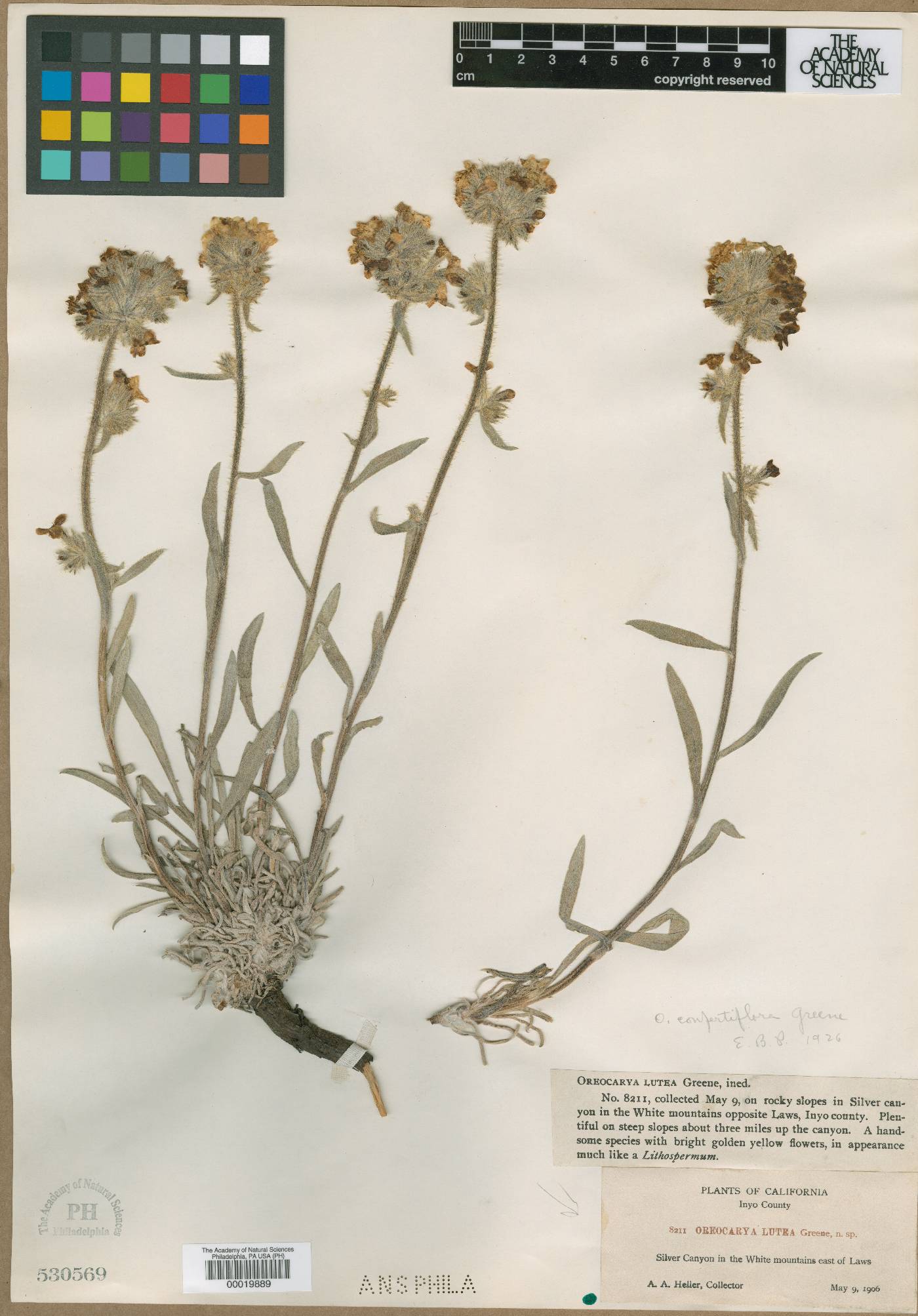 Oreocarya lutea image