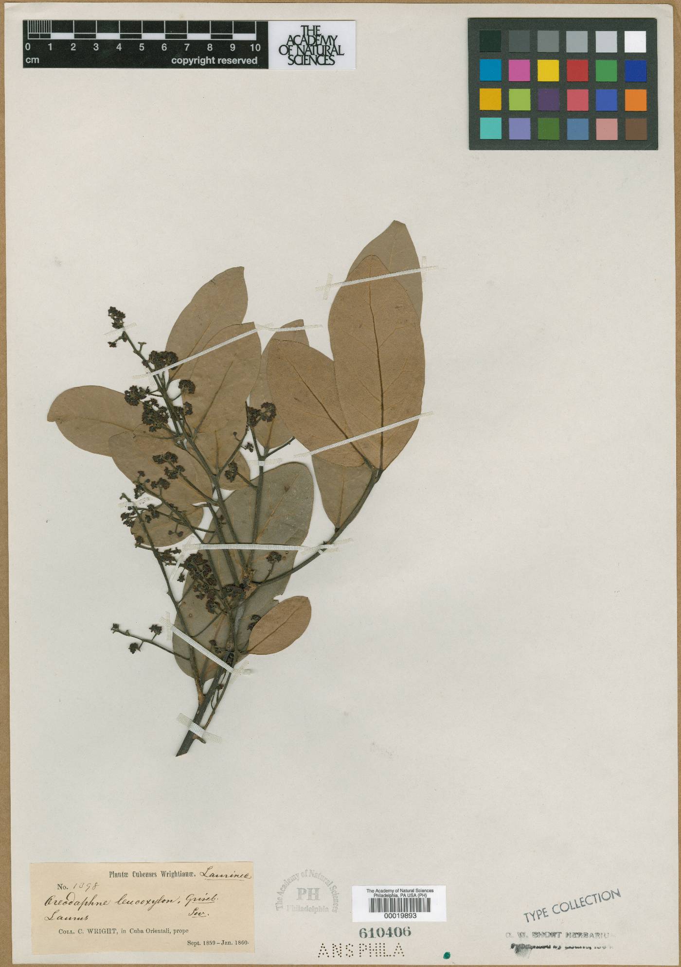 Ocotea leucoxylon image