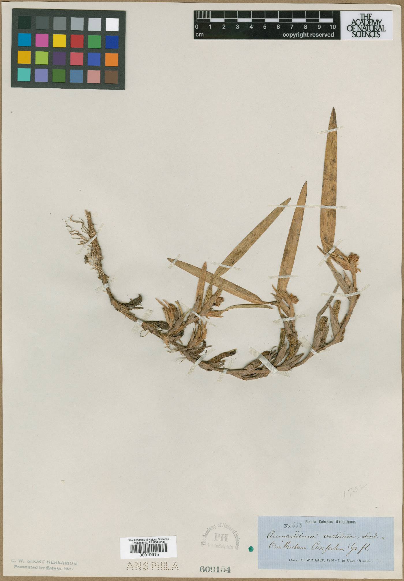 Ornithidium confertum image