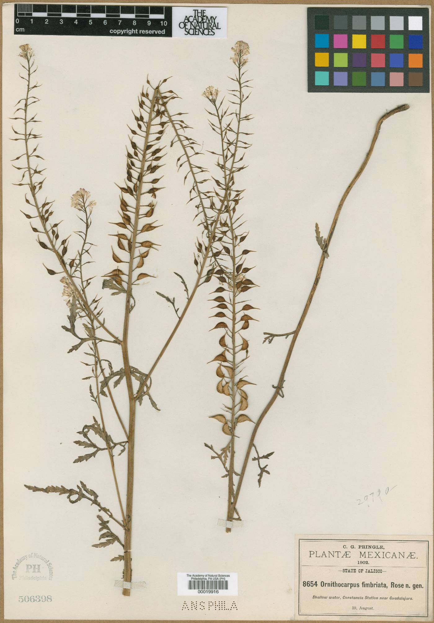 Ornithocarpa image