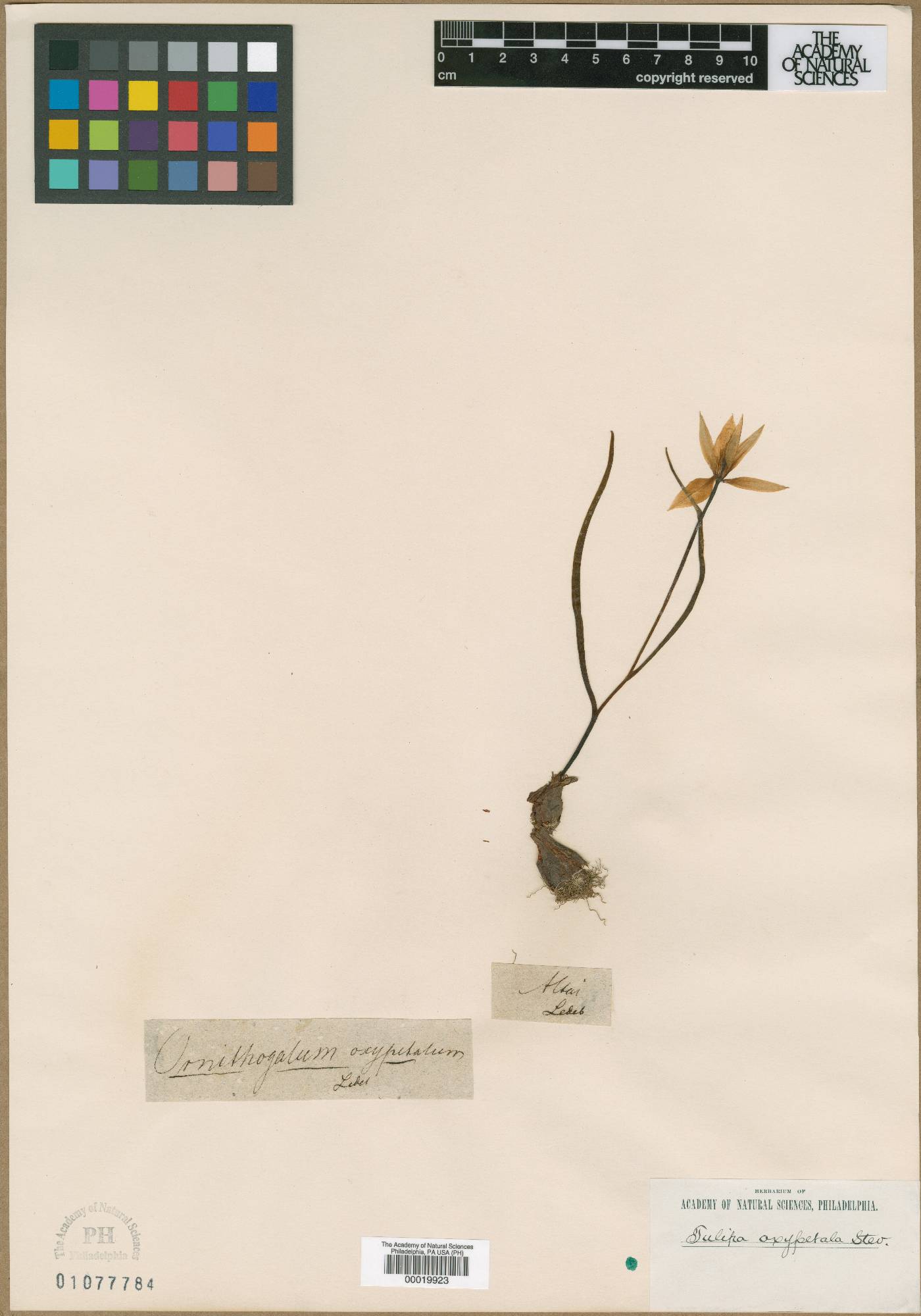 Tulipa heteropetala image