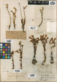 Orobanche fasciculata image