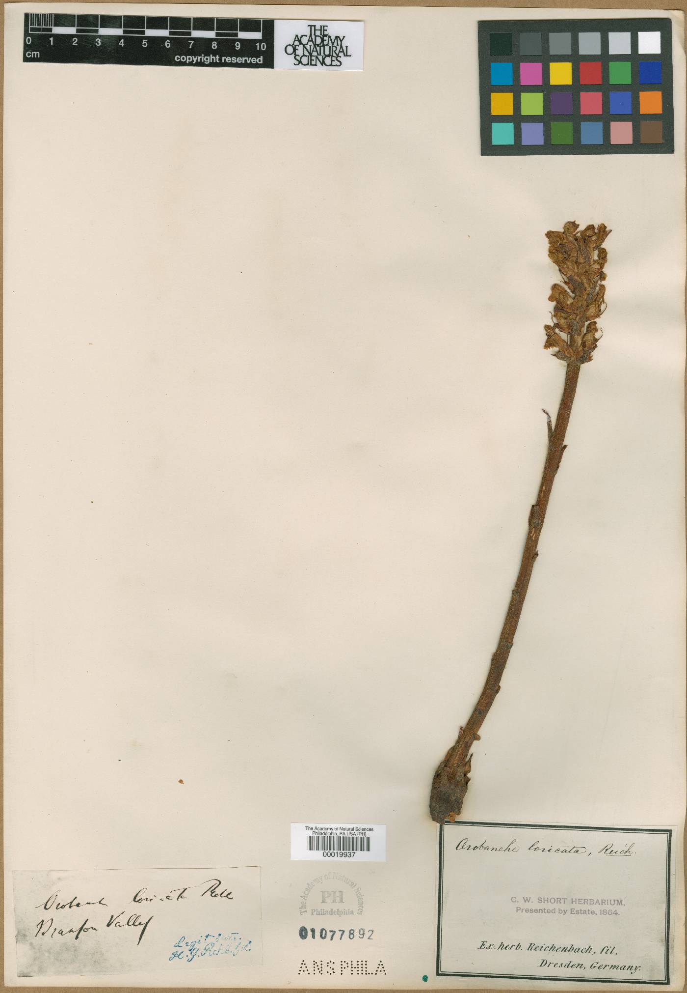 Orobanche artemisiae-campestris image