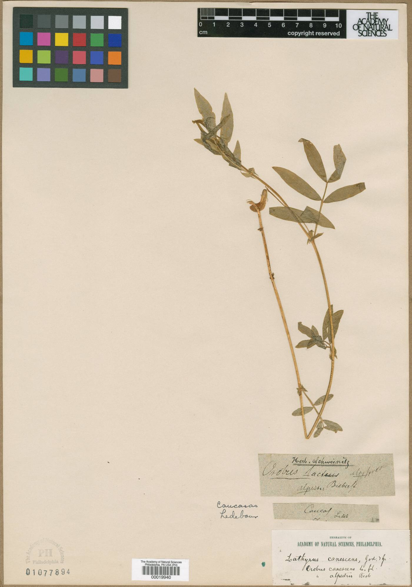 Lathyrus filiformis image