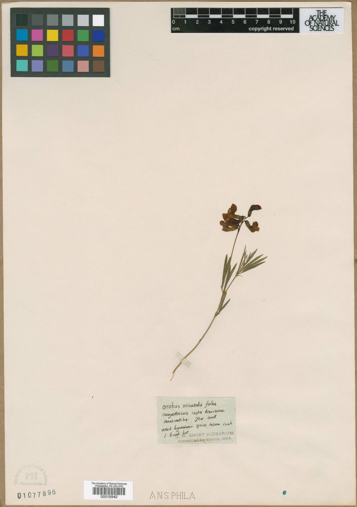 Lathyrus pallescens image